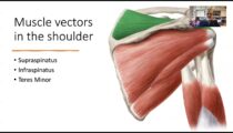 What motion capture has taught us about the shoulder